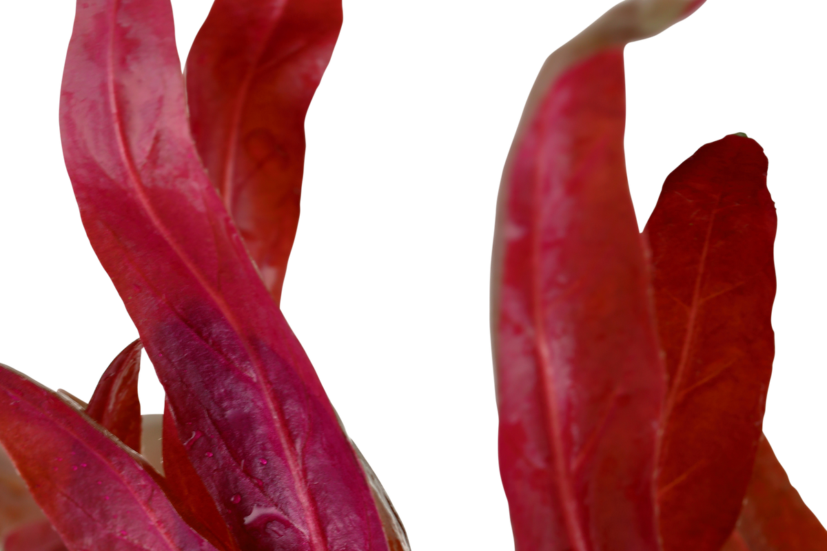 Alternanthera reineckii 'Pink' - Tropica