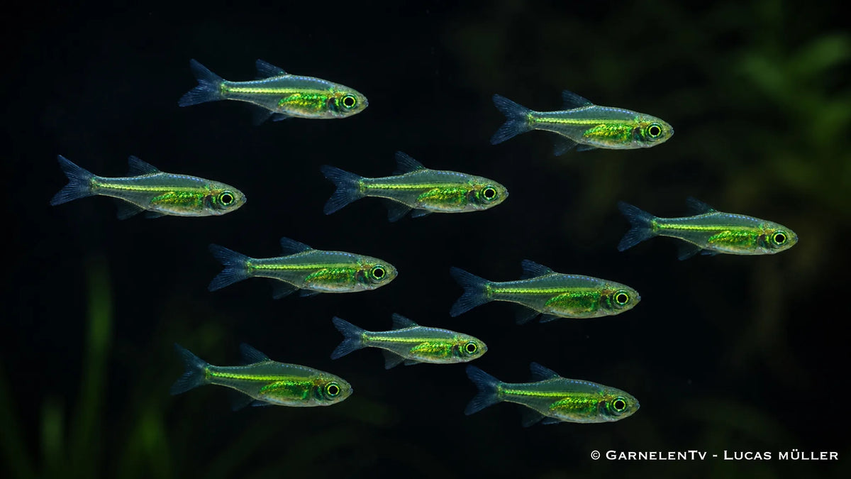 10x Smaragdbärbling - Microdevario kubotai im Aquarium