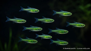 10x Smaragdbärbling - Microdevario kubotai im Aquarium