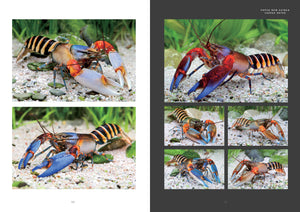 Freshwater Crayfish of the World Buch Lukhaup Pekny Phing Krebse Dähne Verlag