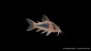 Metallpanzerwels - Osteogaster (Corydoras) aeneus (DNZ)
