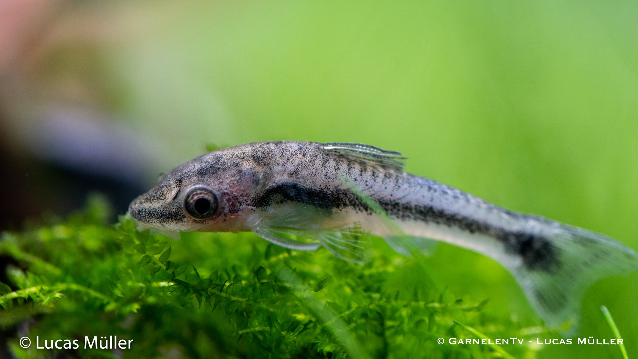 Ohrgitter Harnischwels - Otocinclus