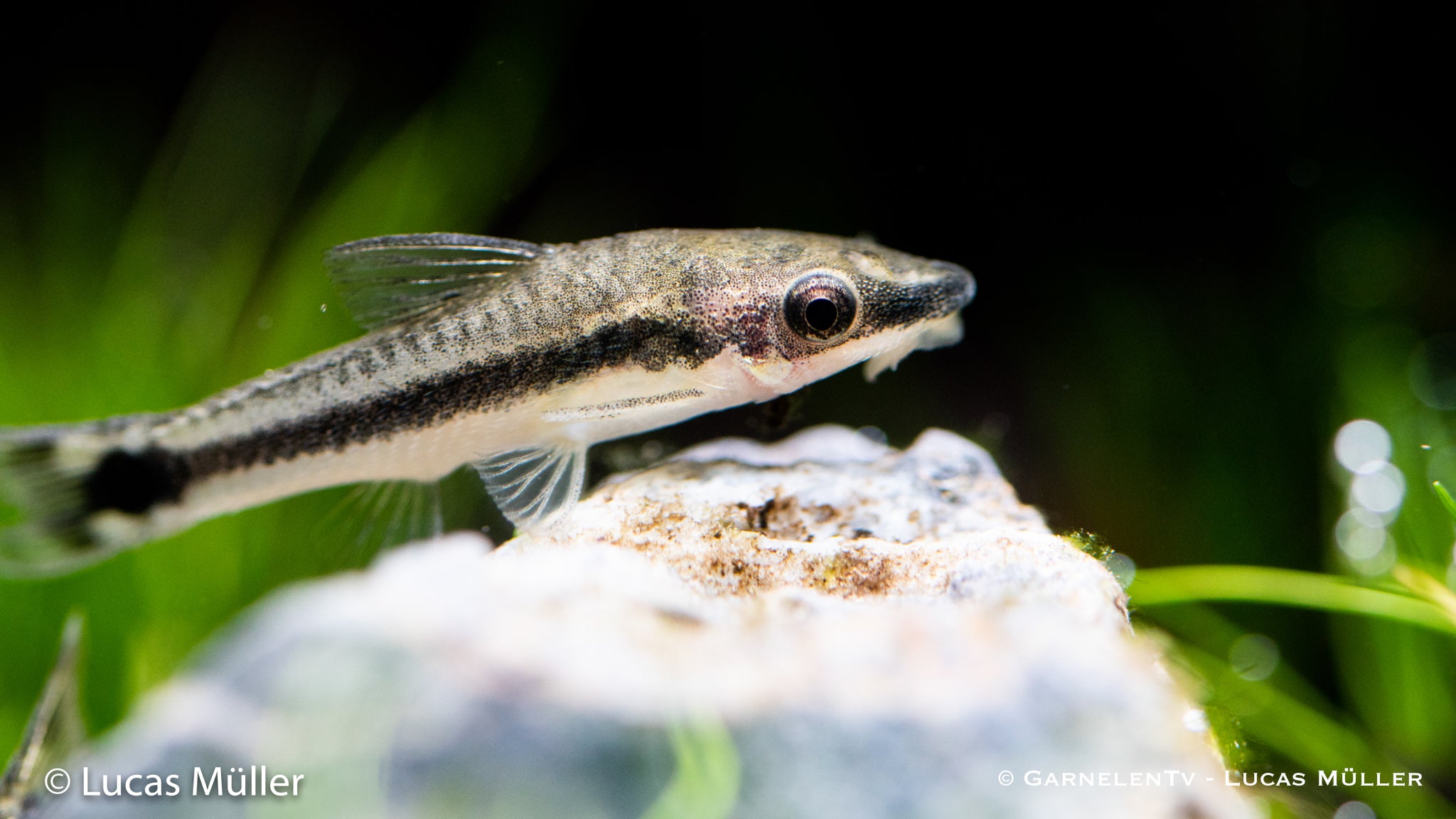 Ohrgitter Harnischwels - Otocinclus