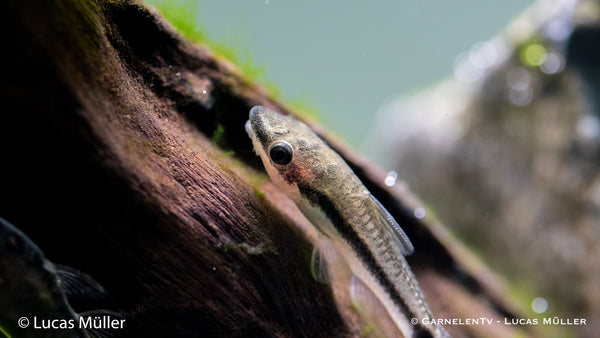 Ohrgitter Harnischwels - Otocinclus