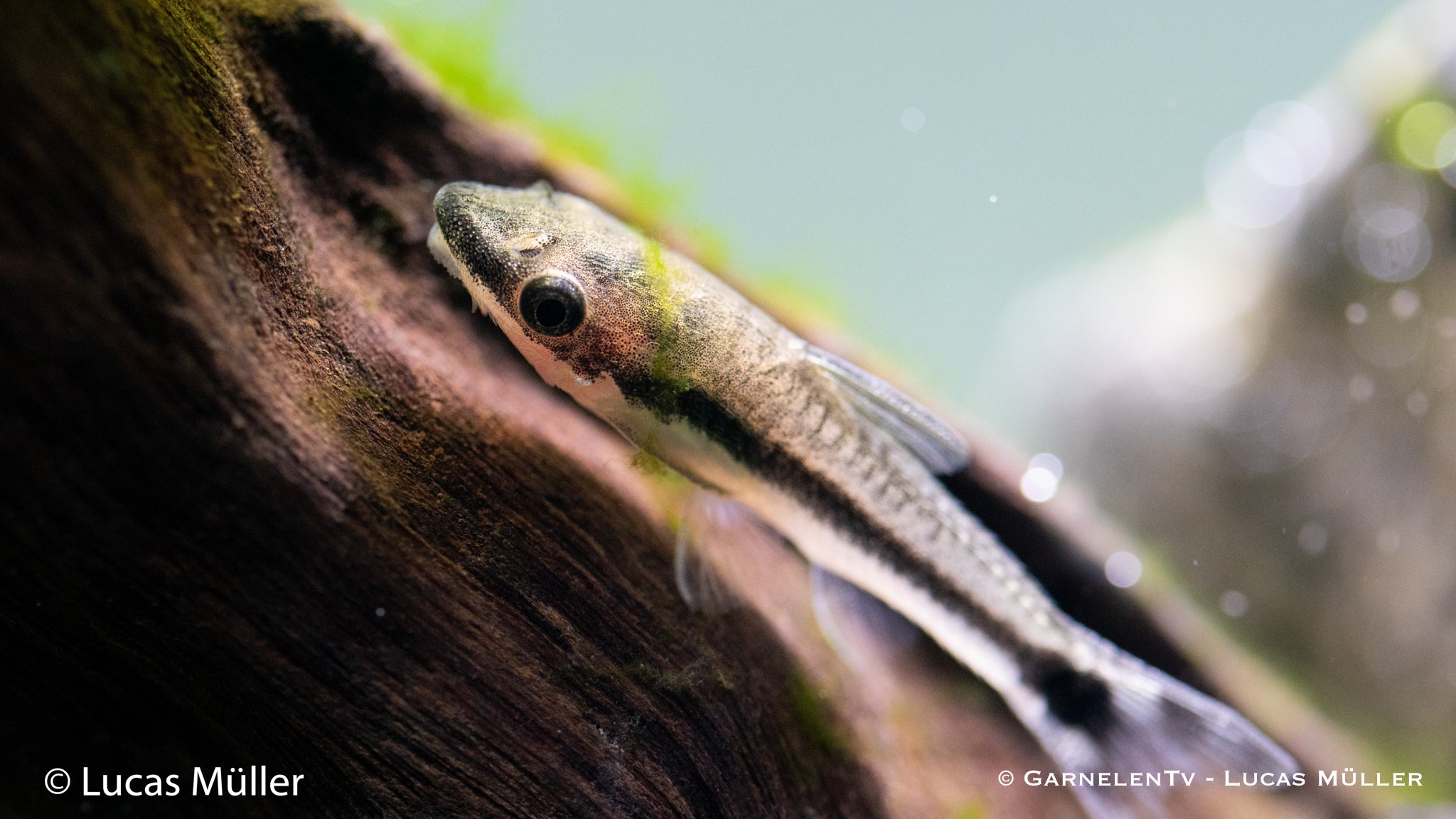 Ohrgitter Harnischwels - Otocinclus