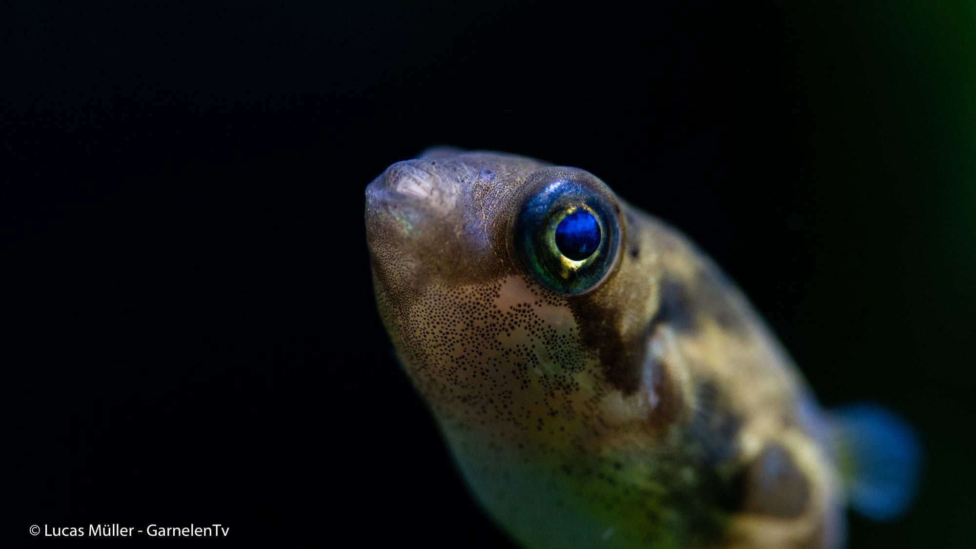 Erbsenkugelfisch – Monotretus travancoricus im Aquarium