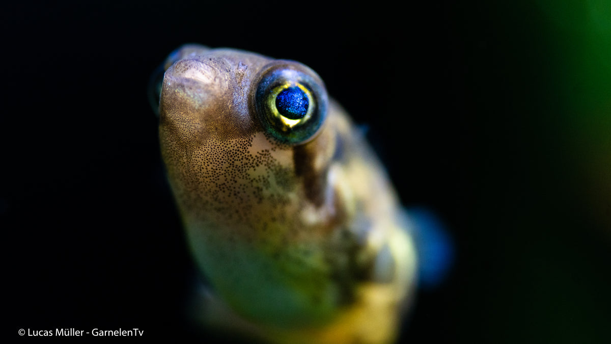 Friedlicher Zwergkugelfisch – Erbsenkugelfisch in Gruppenhaltung