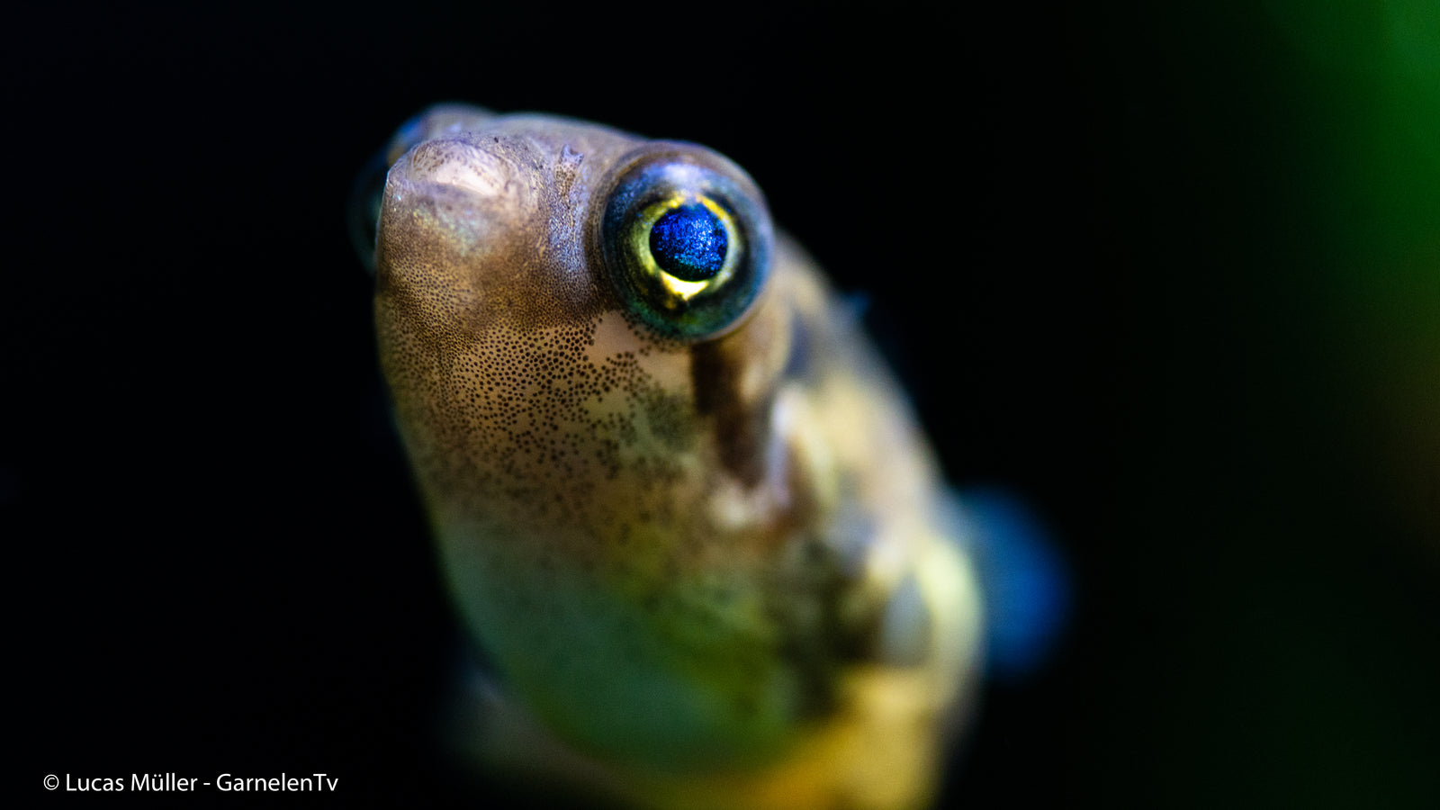 Erbsenkugelfisch – Monotretus travancoricus im Aquarium