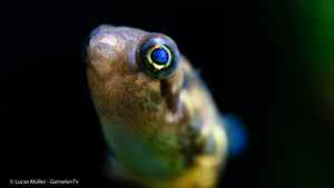 Friedlicher Zwergkugelfisch – Erbsenkugelfisch in Gruppenhaltung