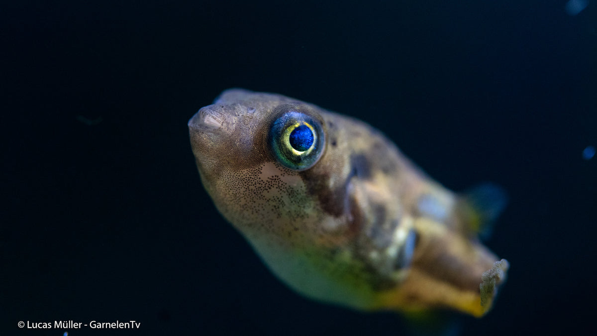 Erbsenkugelfisch mit leuchtenden Farben und einzigartigem Muster