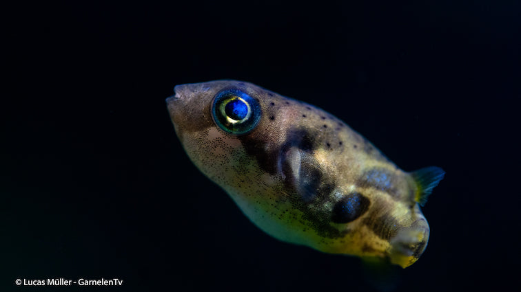 Erbsenkugelfisch mit leuchtenden Farben und einzigartigem Muster
