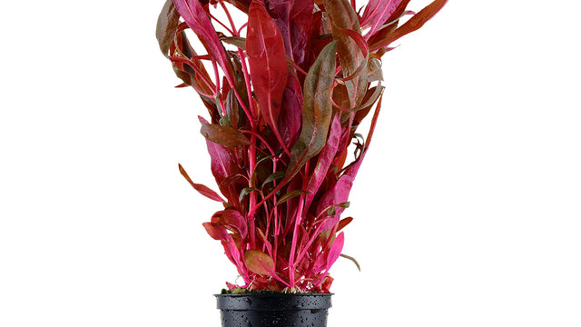 Alternanthera reineckii 'Pink' - Tropica