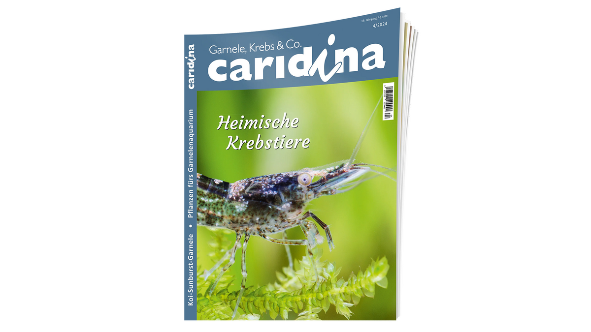 caridina 2024/4  | Zeitschrift