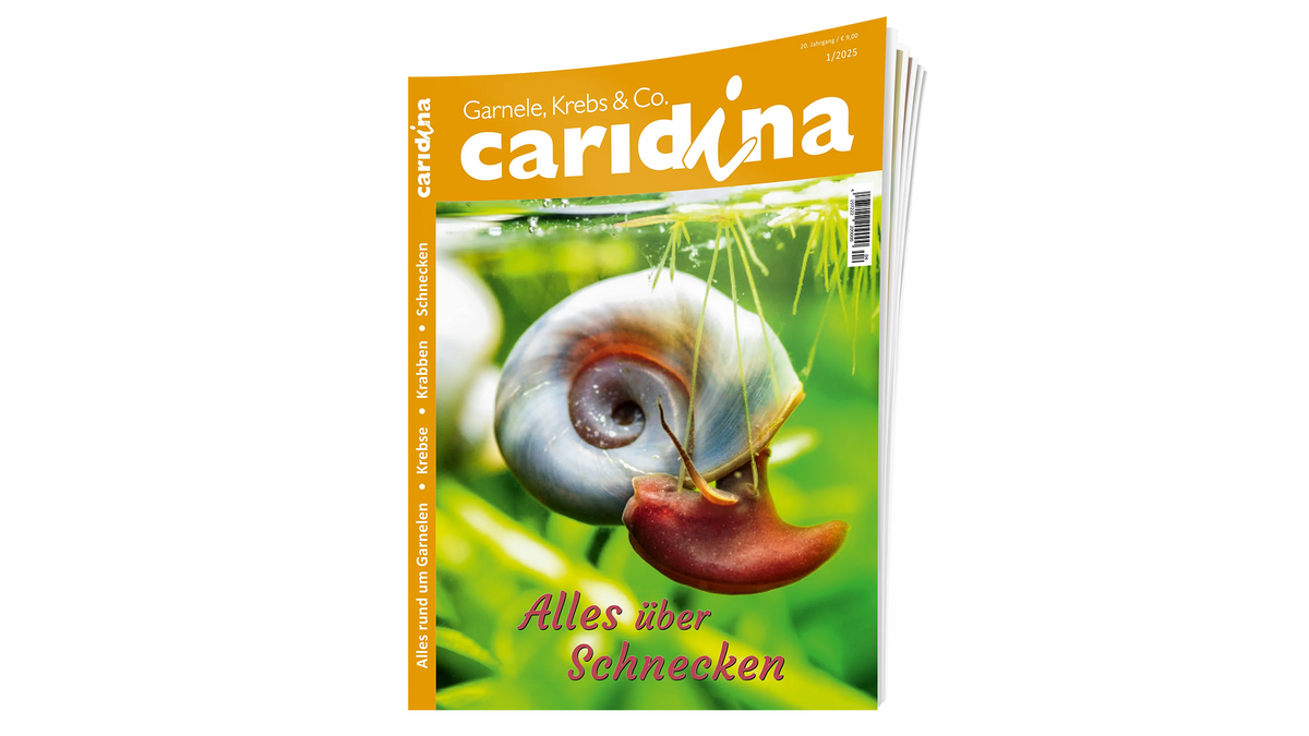 caridina 2025/1  | Zeitschrift