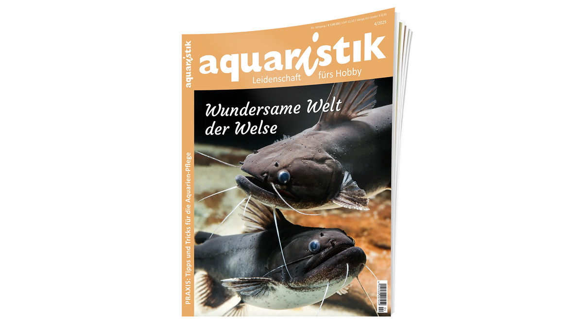 aquaristik 2025/4  | Zeitschrift