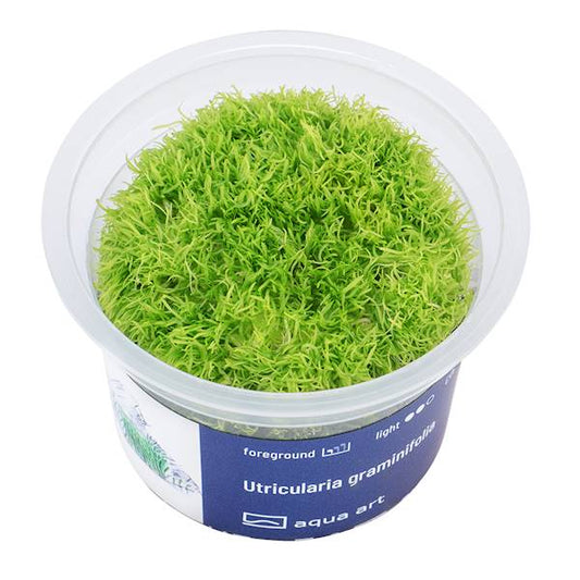Utricularia graminifolia InVitro - Aquarienpflanze für den Vordergrund
