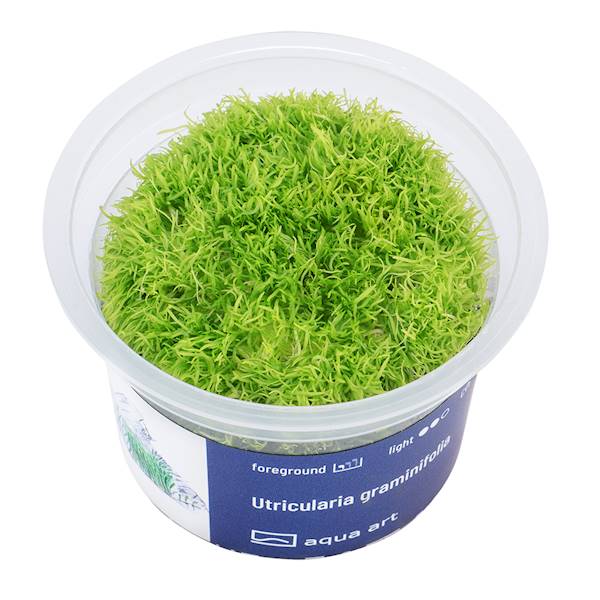Utricularia graminifolia InVitro - Aquarienpflanze für den Vordergrund