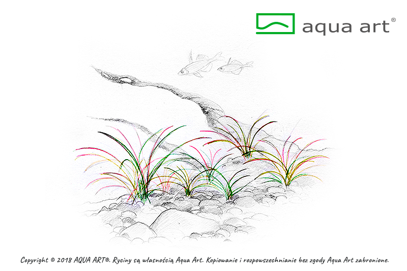 Echinodorus tenellus InVitro - Schnell wachsende Vordergrundpflanze