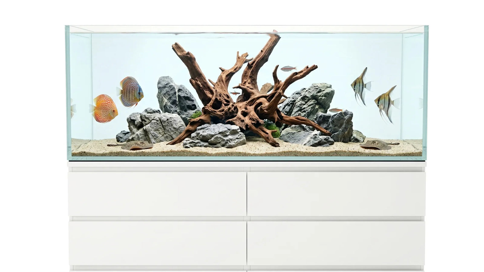 380L Aquarium 160x48x50 cm IKEA Malm eingerichtet mit Hardscape und Zierfischen