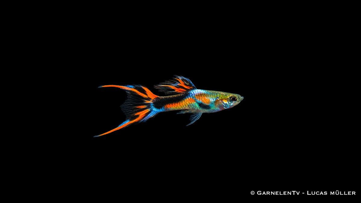 Endler Guppy black flame Männchen - Poecilia wingei