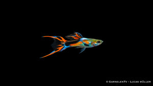 Endler Guppy black flame Männchen - Poecilia wingei