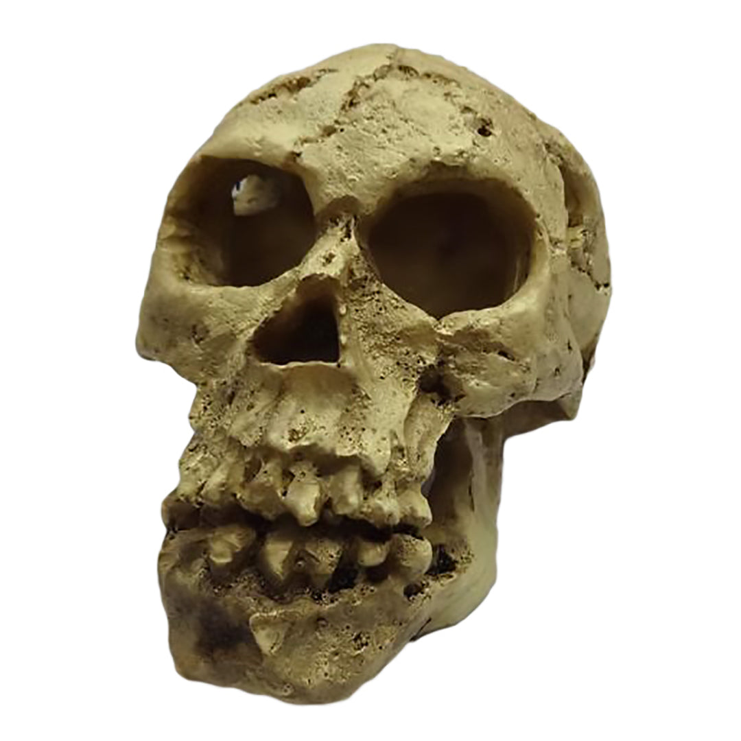 Totenkopf Dekoration für Aquarium und Terrarium – sicher &amp; langlebig