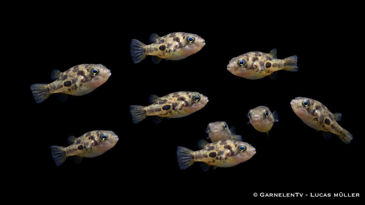 8x Erbsenkugelfische - Monotretus travancoricus + 10x Futterschnecken