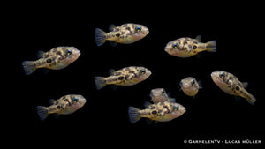 8x Erbsenkugelfische - Monotretus travancoricus + 10x Futterschnecken