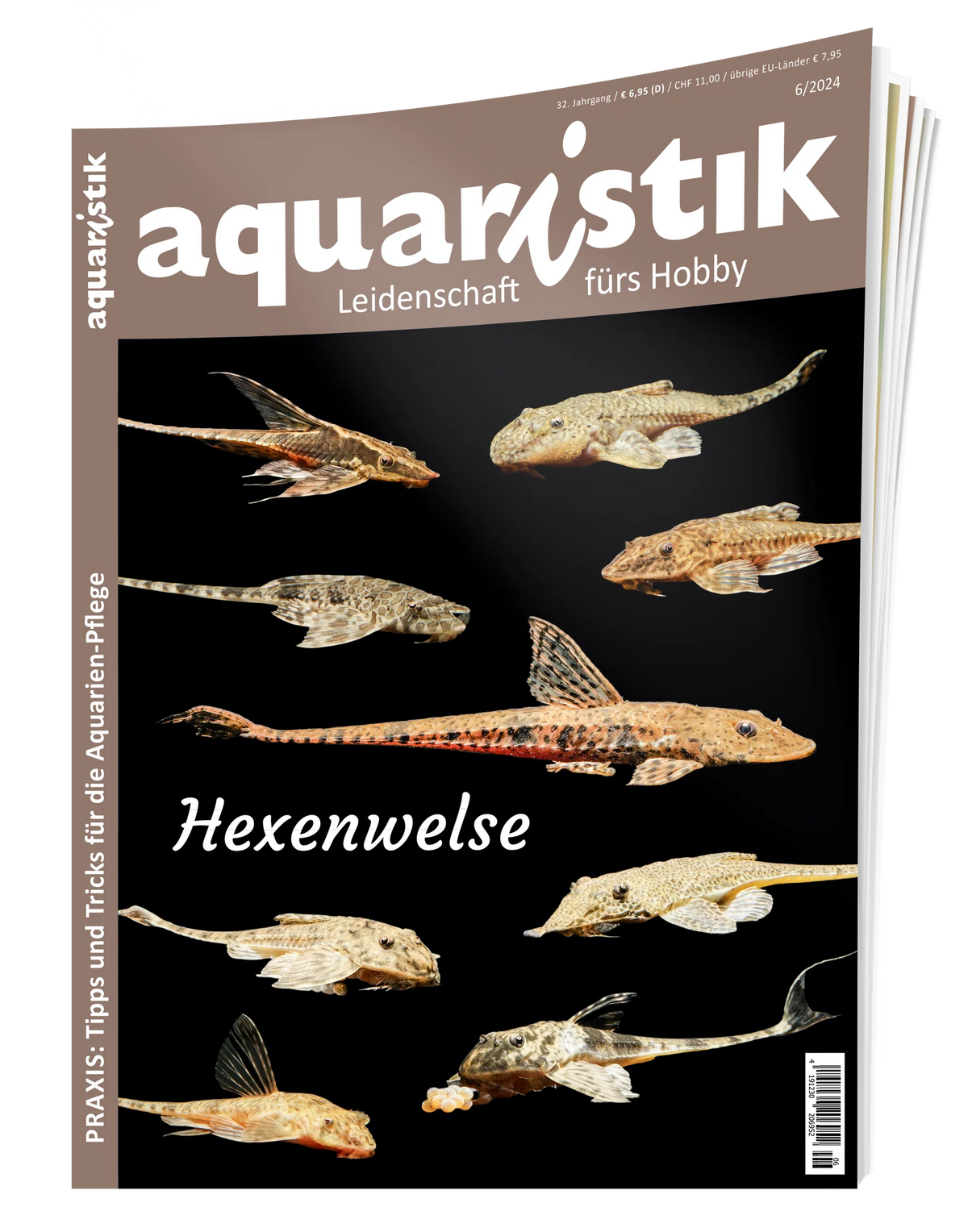 Aquaristik Zeitschrift 2024/6 – Hexenwelse, Goodeiden &amp; Aquascaping