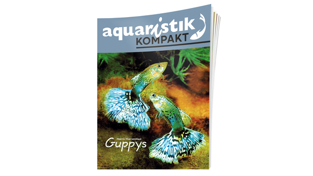 Bunte Guppys im Aquarium, Infos zur Haltung und Pflege
