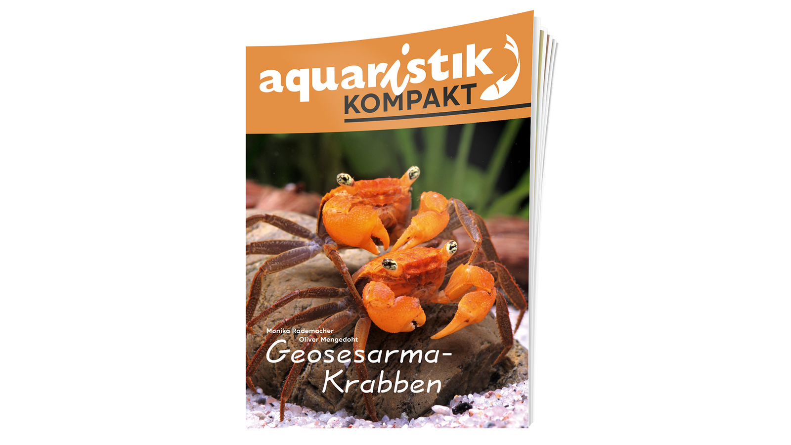Geosesarma Krabben auf einem Felsen im Aquarium