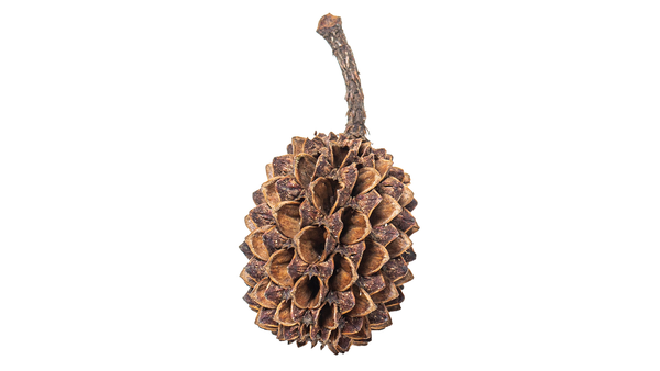 ARKA myScape Casuarina Cones 50x