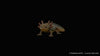 Axolotl - Ambystoma mexicanum (DNZ)