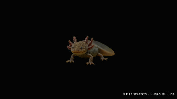 Axolotl - Ambystoma mexicanum (DNZ)