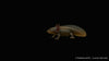 Axolotl - Ambystoma mexicanum (DNZ)