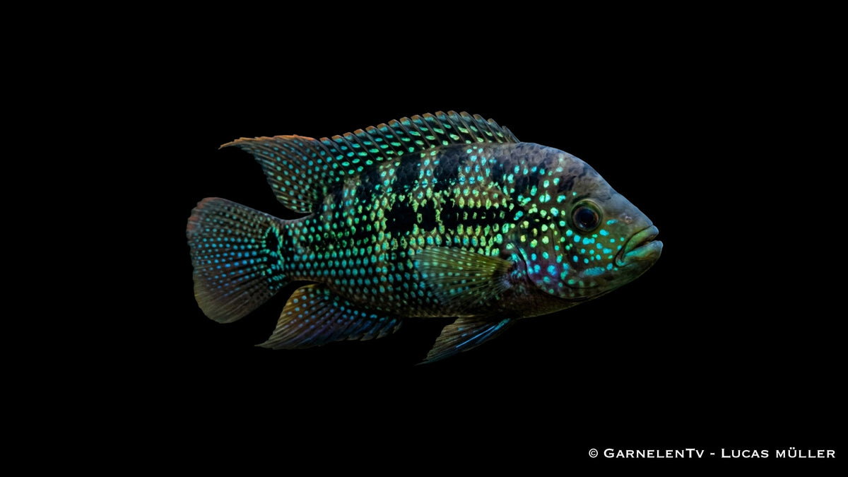 Achtbinden Buntbarsch Rocio octofasciatum mit kräftiger Körperzeichnung und schimmernden blauen Punkten im Aquarium