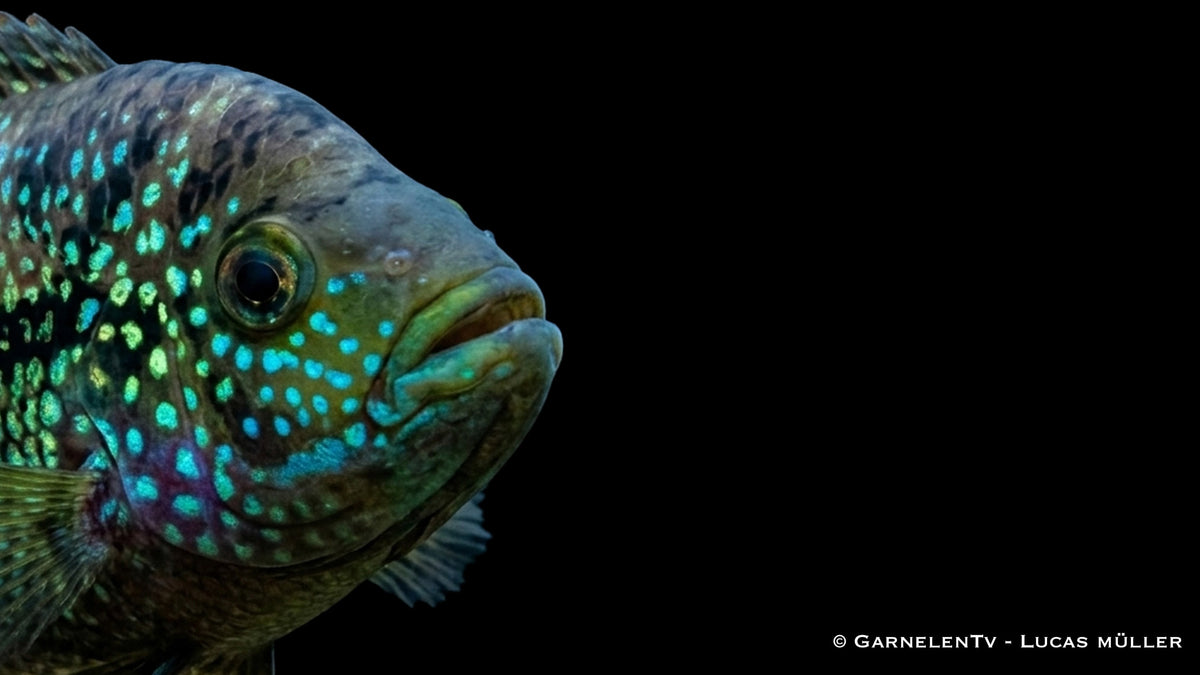 Achtbinden Buntbarsch im Aquarium mit markanter Zeichnung, kräftigem Körperbau und typischer Buntbarsch Haltung
