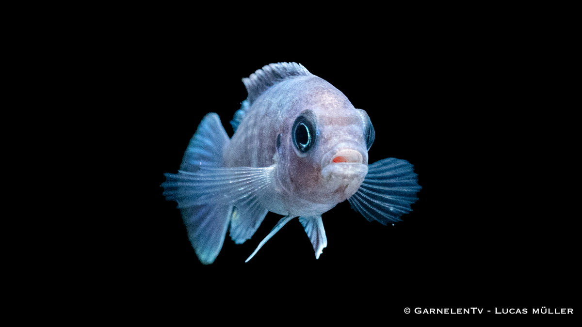 Afra Maulbrüter White Top im Aquarium