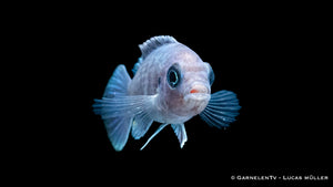 Afra Maulbrüter White Top im Aquarium