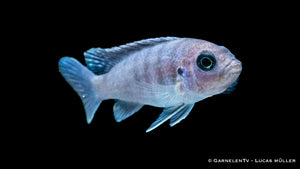Cynotilapia afra White Top Schwimmen im Aquarium