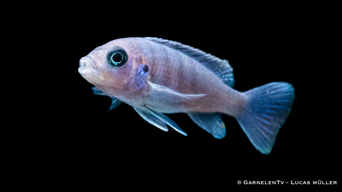 Afra Maulbrüter White Top Cynotilapia afra Galileya Reef