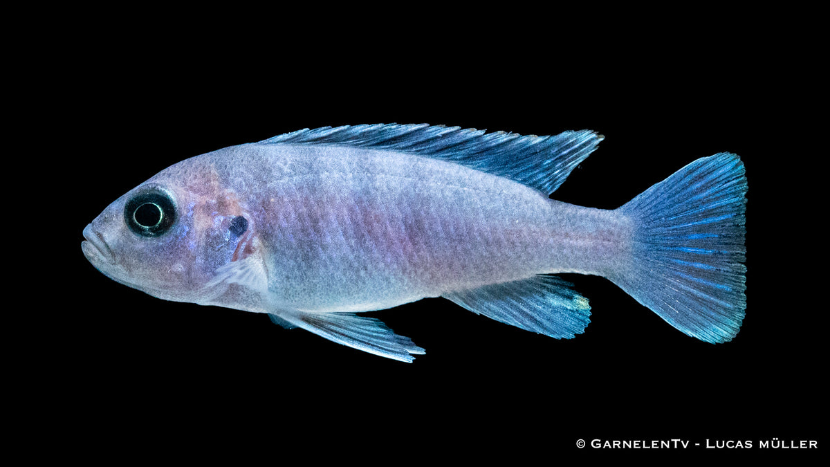 Cynotilapia afra White Top Malawisee Buntbarsch