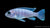 Afra Maulbrüter White Top Cynotilapia afra Galileya Reef