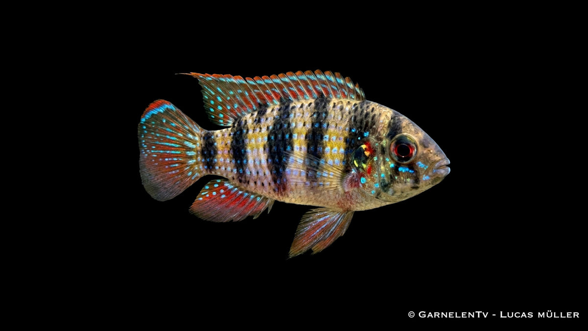 Afrikanischer Schmetterlingsbuntbarsch Anomalochromis thomasi mit feiner Zeichnung und natürlicher Färbung im Aquarium