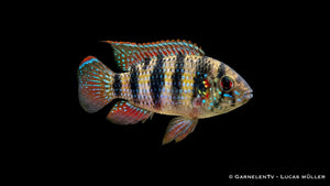 Afrikanischer Schmetterlingsbuntbarsch Anomalochromis thomasi mit feiner Zeichnung und natürlicher Färbung im Aquarium