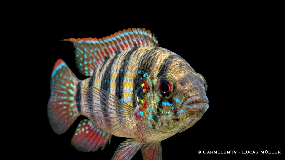 Nahaufnahme eines Anomalochromis thomasi mit typischer Buntbarschform und dezenten Farbakzenten zwischen Wasserpflanzen