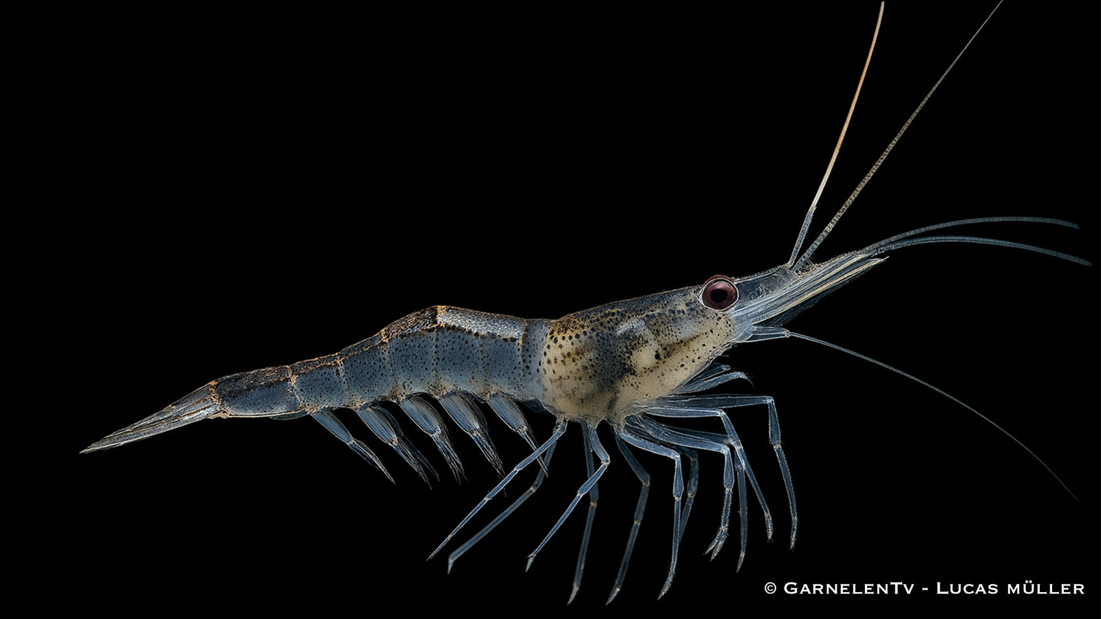 Schwimmende-Afrikanische -Schwebegarnele-Desmocaris-trispinosa