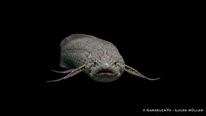 Afrikanischer Lungenfisch - Protopterus annectens von vorne