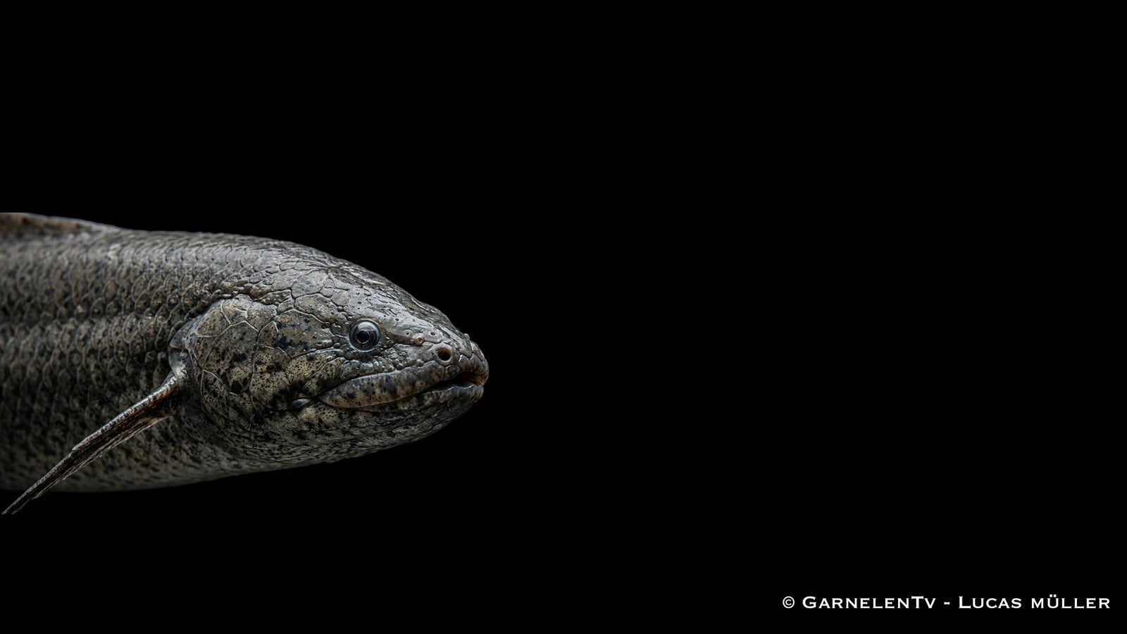 Afrikanischer Lungenfisch - Protopterus annectens