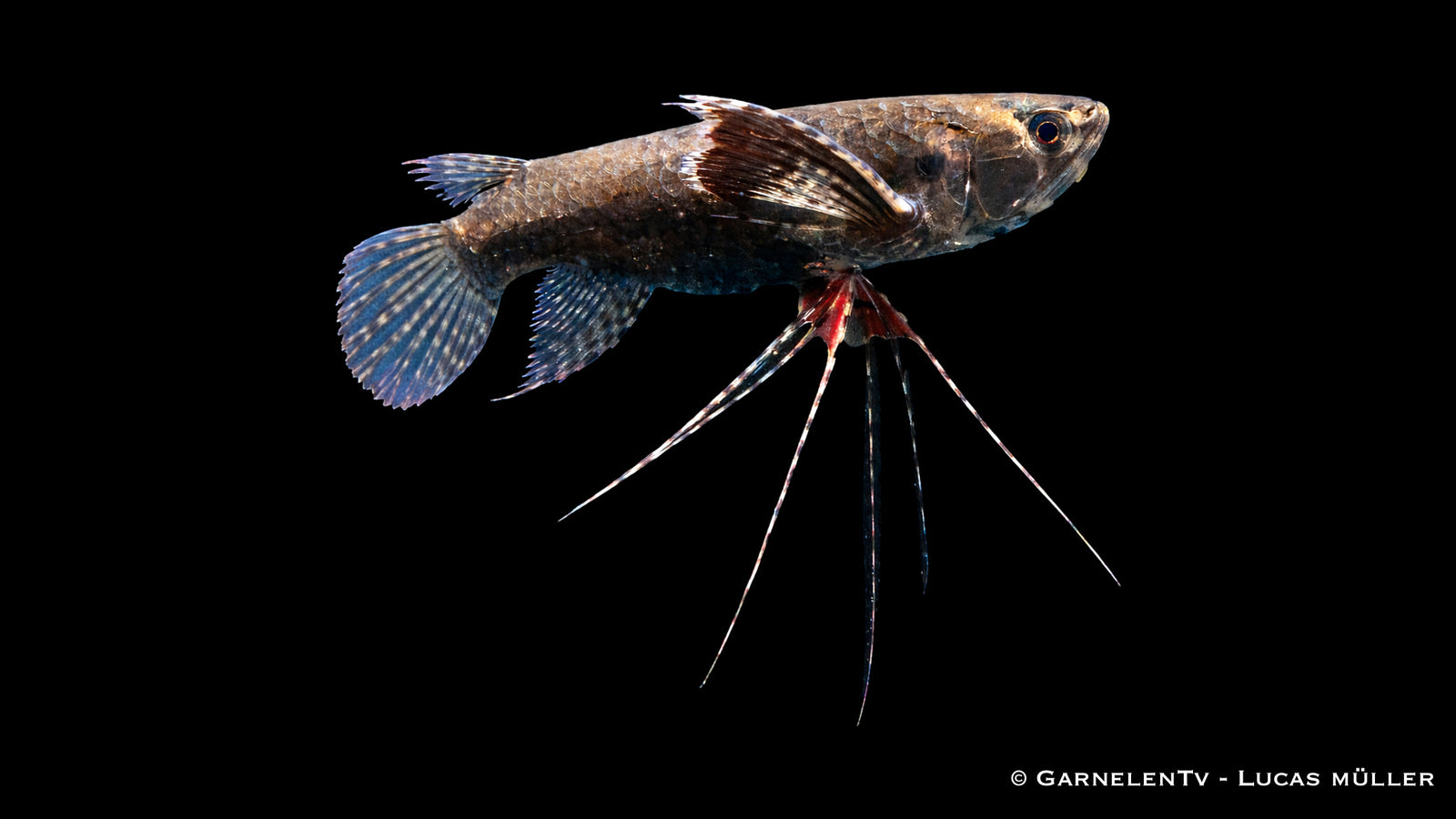 Afrikanischer Schmetterlingsfisch Pantodon buchholzi mit ausgebreiteten Brustflossen an der Wasseroberfläche